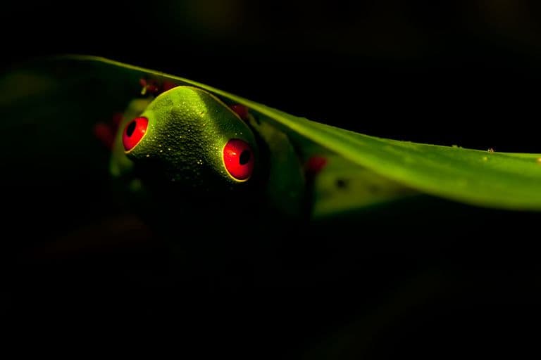 Guided Rainforest Night Hike