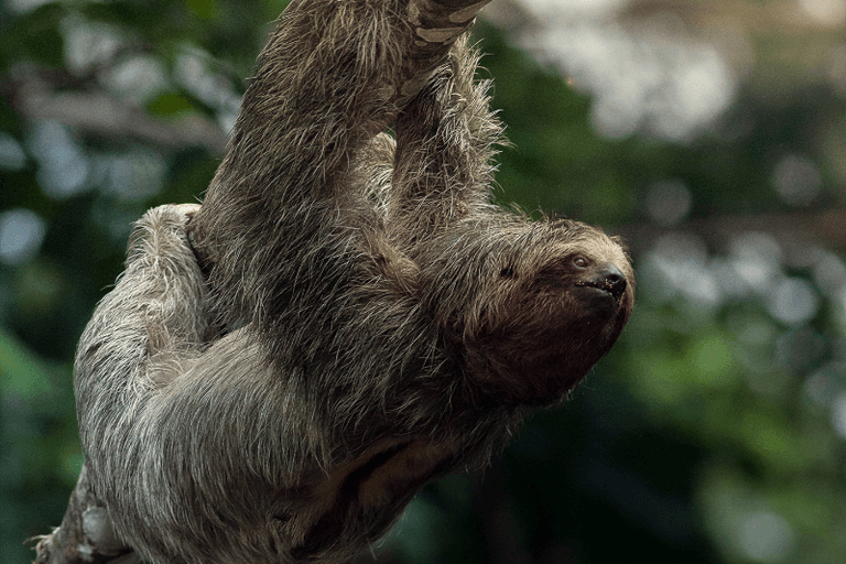 Sloth Territory Guided Tour